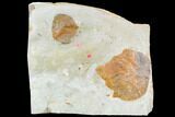 Two Fossil Leaves (Platanus, Zizyphoides) - Montana #105168-1